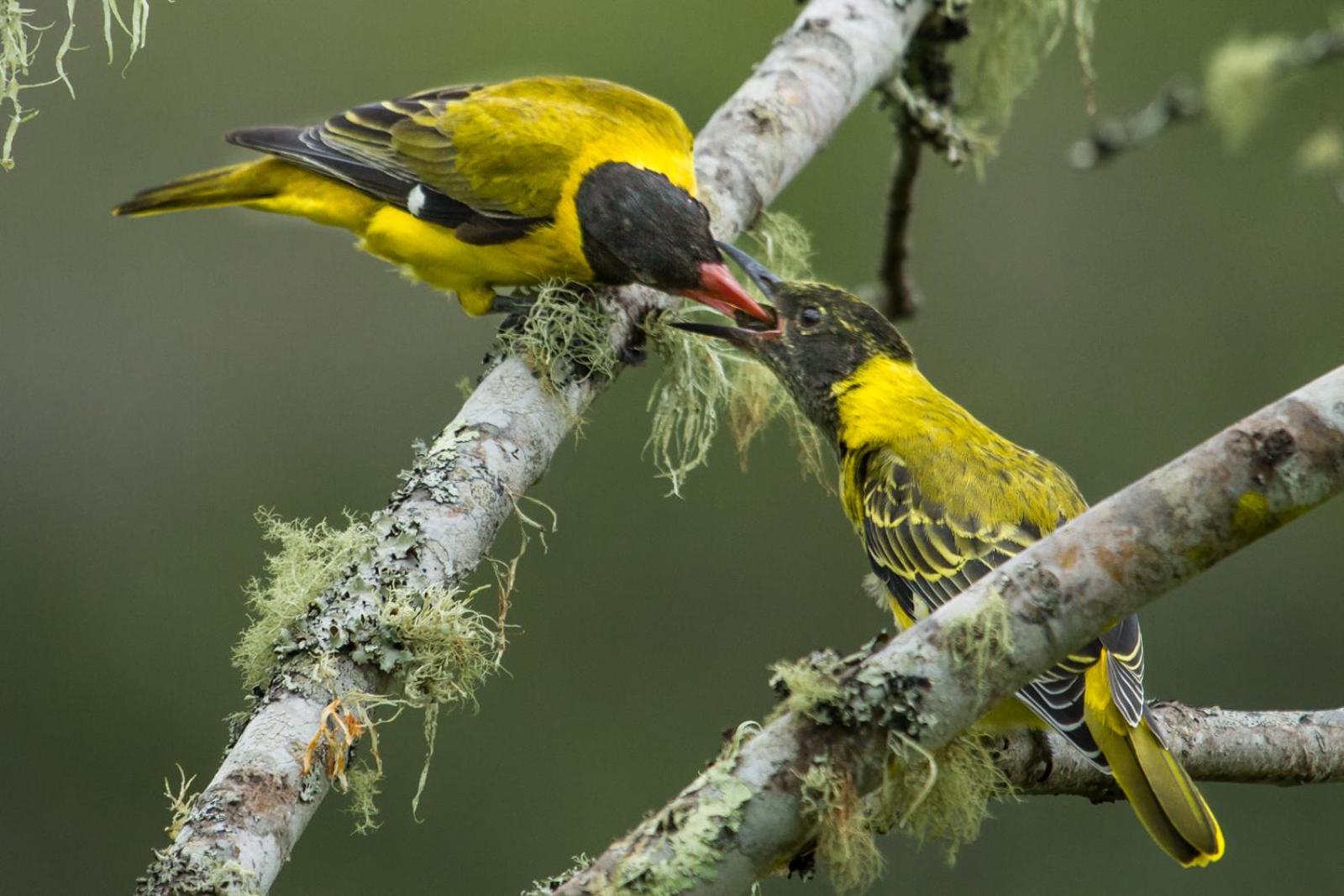 Teniqua Treetops Karatara Settlement Eksteriør billede